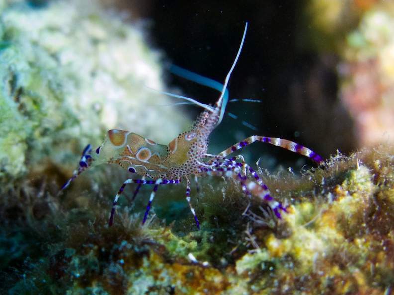 Spotted Cleaner Shrimp IMG_7803.jpg